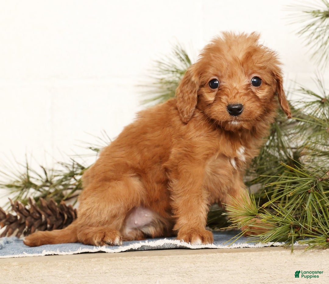 Mini Goldendoodle dogs for sale: Shelly - Ad 8