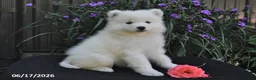Samoyed dogs for sale: Rocky - Ad 4