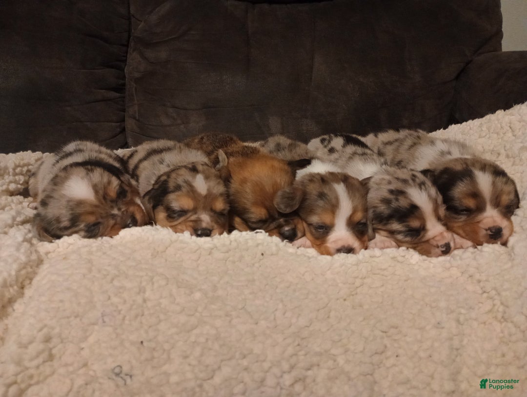 Mixed Breed dogs for sale: Ayla - Ad 7