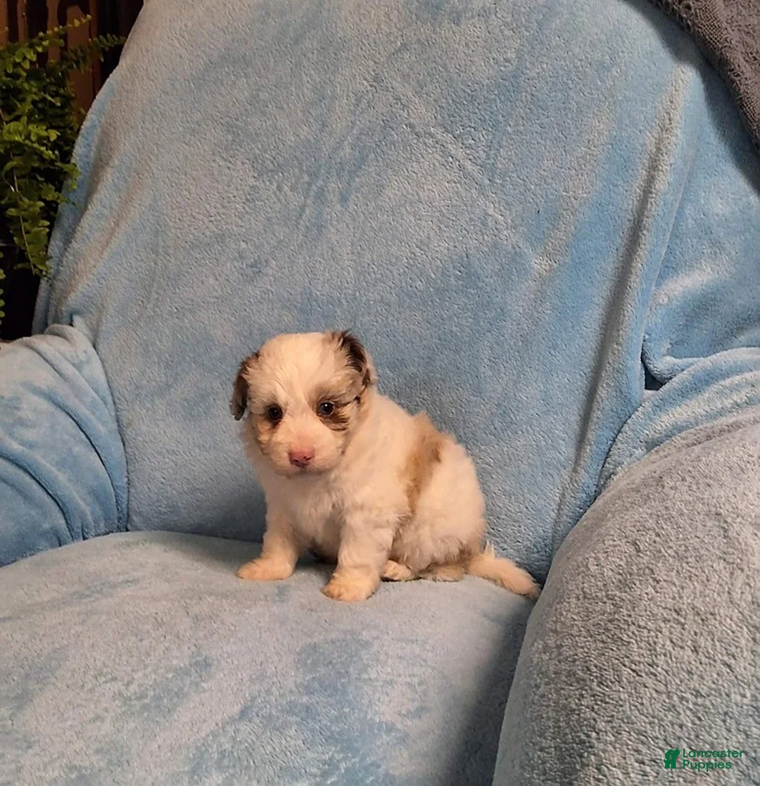Mini Aussiedoodle dogs for sale: Max - Ad 3