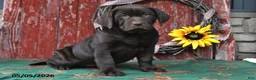 Labrador Retriever dogs for sale: Lilly - Ad 3