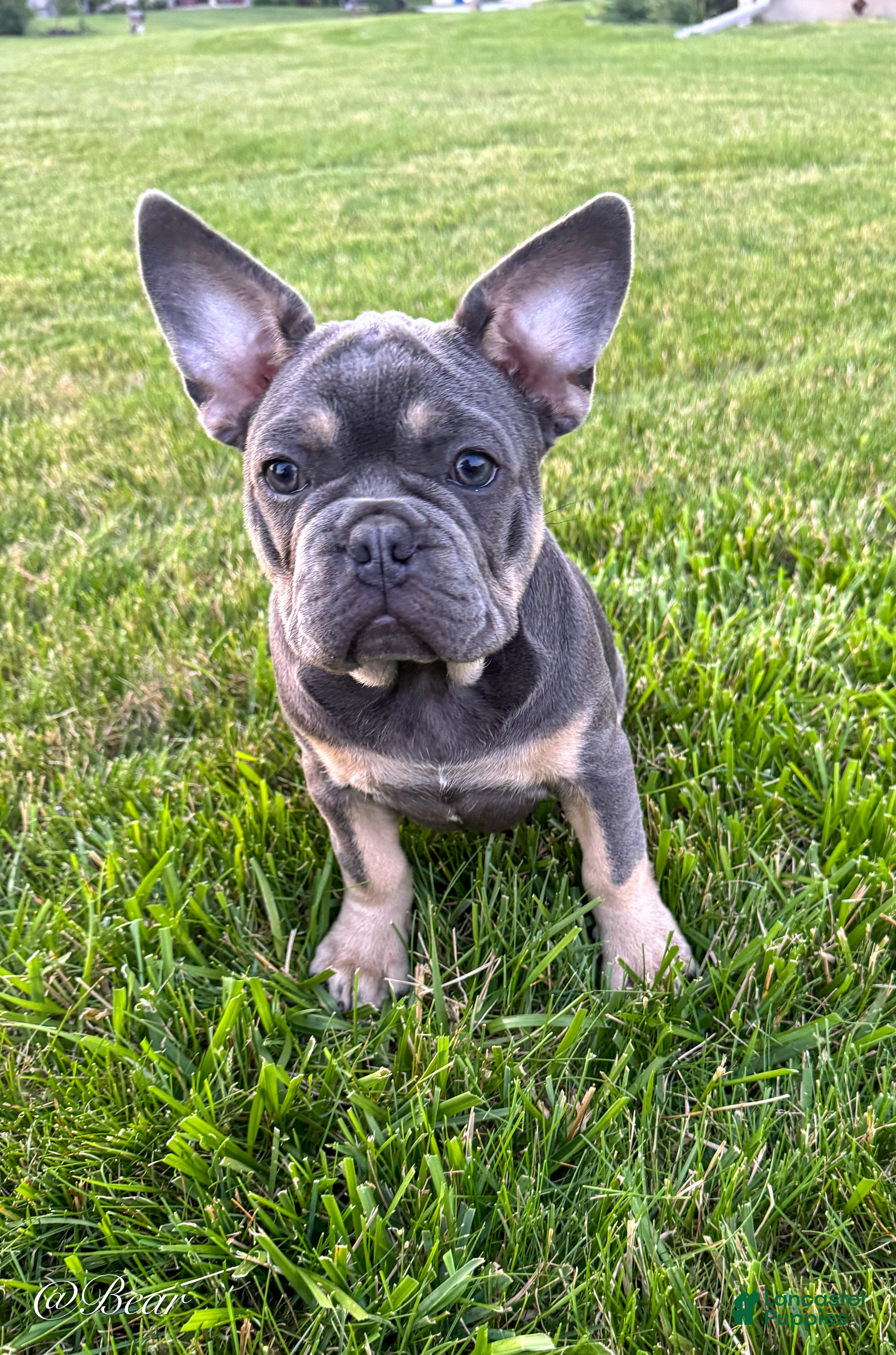 French Bulldog dogs Bear - Ad 2
