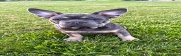 French Bulldog dogs for sale: Bear - Ad 1