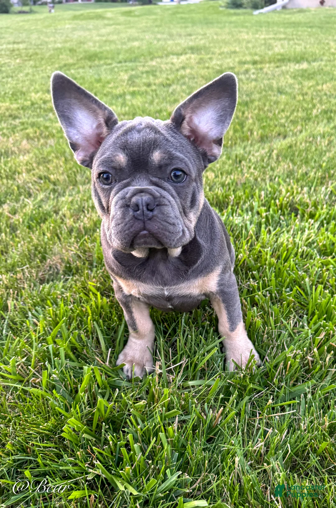 French Bulldog dogs for sale: Bear - Ad 1