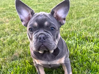 French Bulldog dogs for sale: Bear - Ad 1