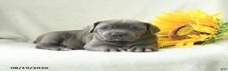Cane Corso dogs for sale: Beverly - Ad 5