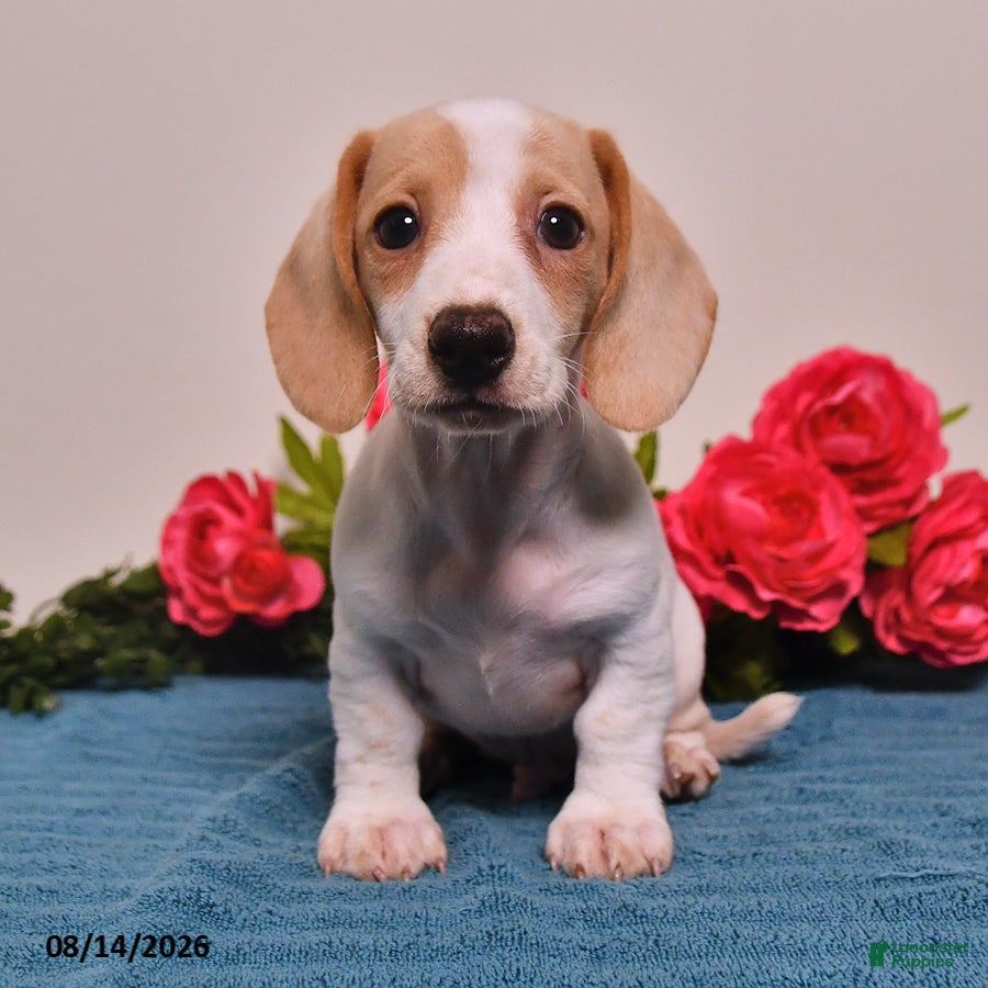 Miniature Dachshund dogs Cole  - Ad 1