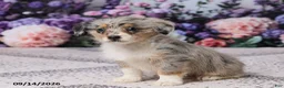 Corgipoo dogs for sale: Raina - Ad 5