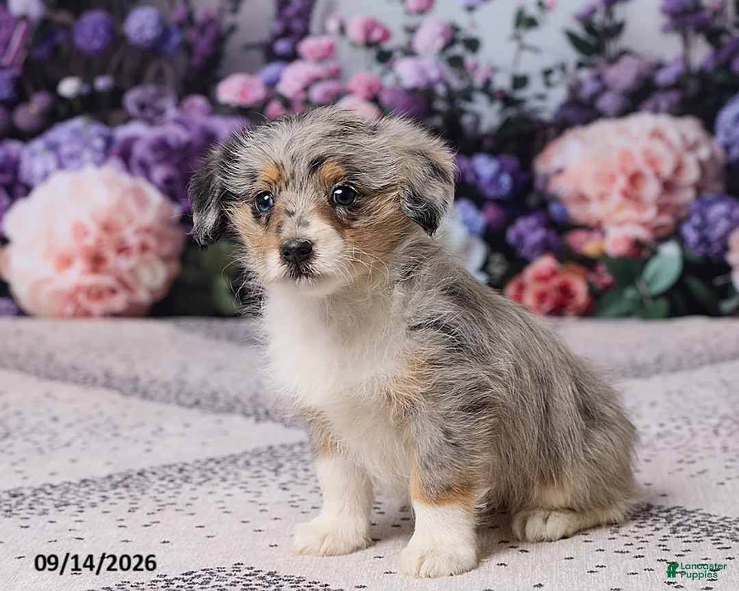 Corgipoo dogs for sale: Raina - Ad 5
