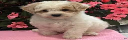 Bichpoo dogs for sale: Kristy - Ad 4