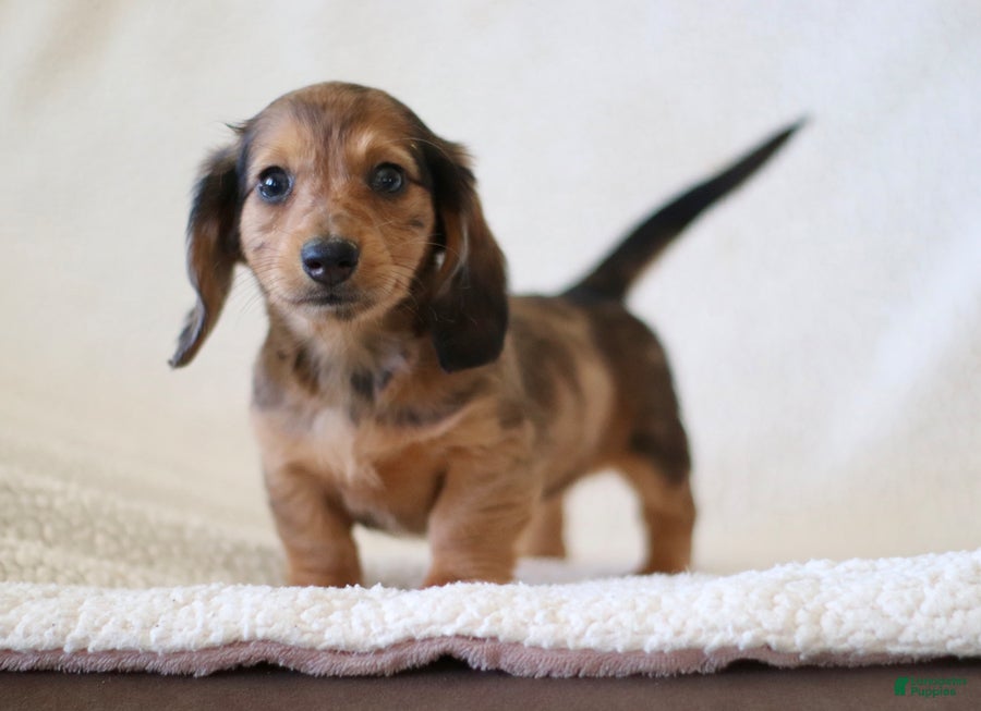 Miniature Dachshund dogs for sale: Wheeler - Ad 2