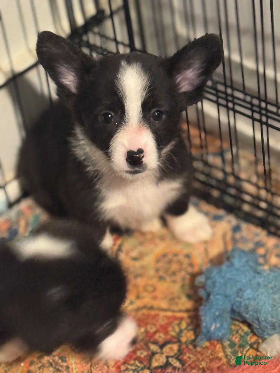 American Corgi dogs for sale: American Corgi Puppy 2 - Ad 1