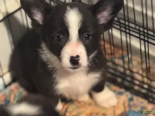 American Corgi dogs American Corgi Puppy 2 - Ad 13