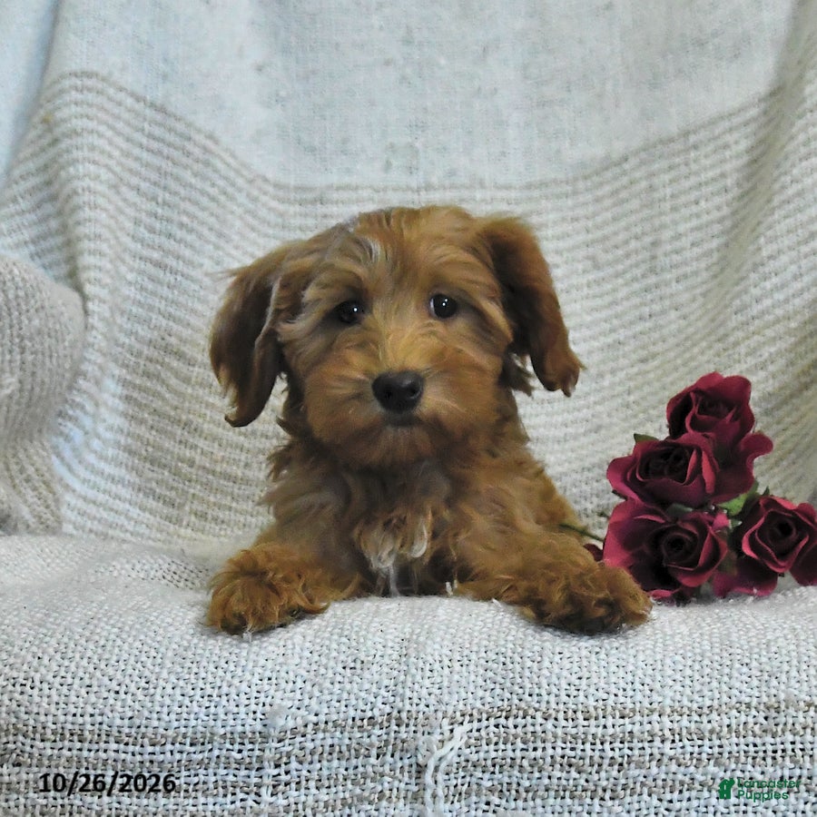 Mini Goldendoodle dogs for sale: Julie  - Ad 2