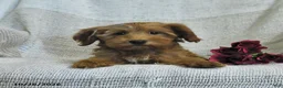 Mini Goldendoodle dogs for sale: Julie  - Ad 2