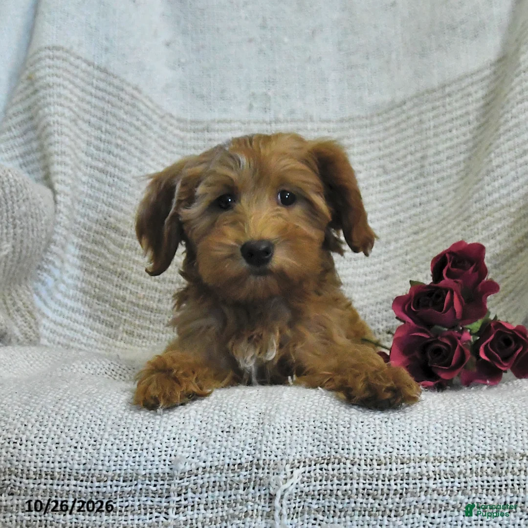 Mini Goldendoodle dogs for sale: Julie  - Ad 2