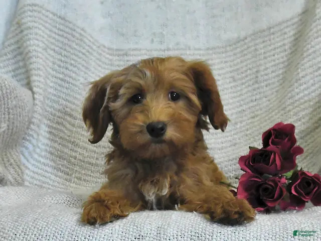 Mini Goldendoodle dogs for sale: Julie - Ad 2