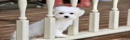 Teddy Bear dogs for sale: Savannah - Ad 6