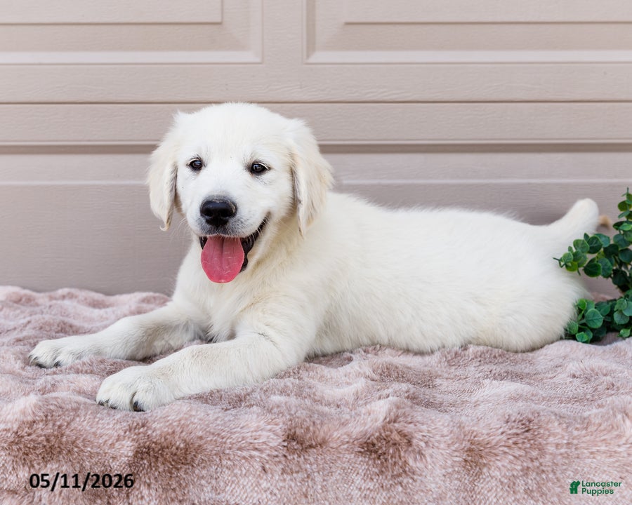 Golden Retriever dogs Miles - Ad 2
