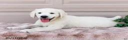 Golden Retriever dogs for sale: Miles - Ad 2