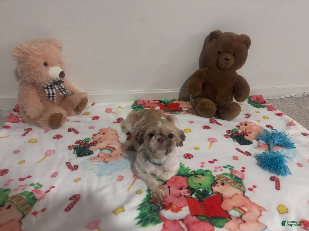 Shih Tzu dogs for sale: Duchess  - Ad 3