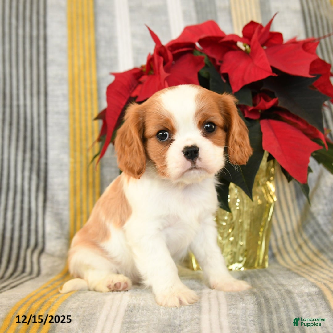 Cavalier King Charles Spaniel dogs for sale: Cupcake - Ad 4