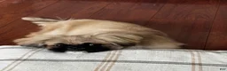 Pekingese dogs for sale: Breezy - Ad 3