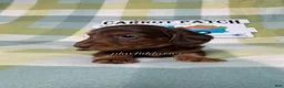 Dachshund dogs for sale: AKC Chocolate & Tan Long Haired Dachshund Male ALL Clear - Ad 7