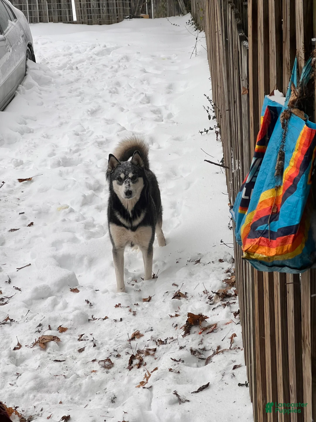 Siberian Husky dogs for sale: Siberian Husky Puppy 1 - Ad 2