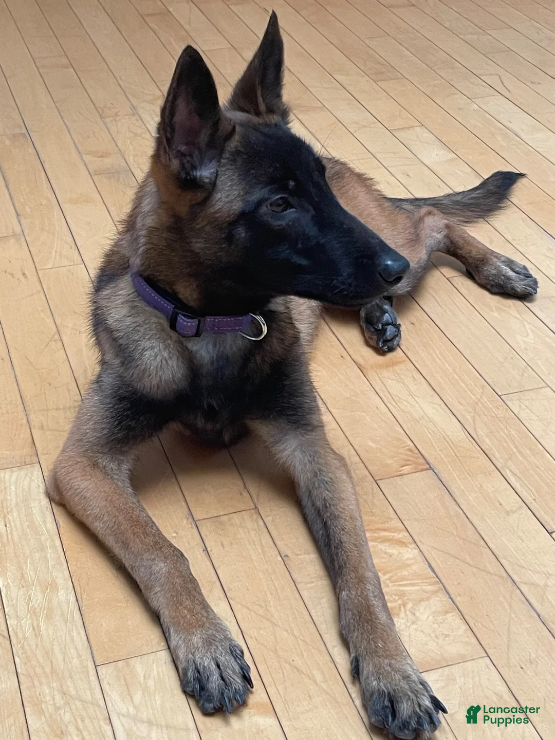 Belgian Malinois dogs for sale: Belgian Malinois 1 - Ad 2