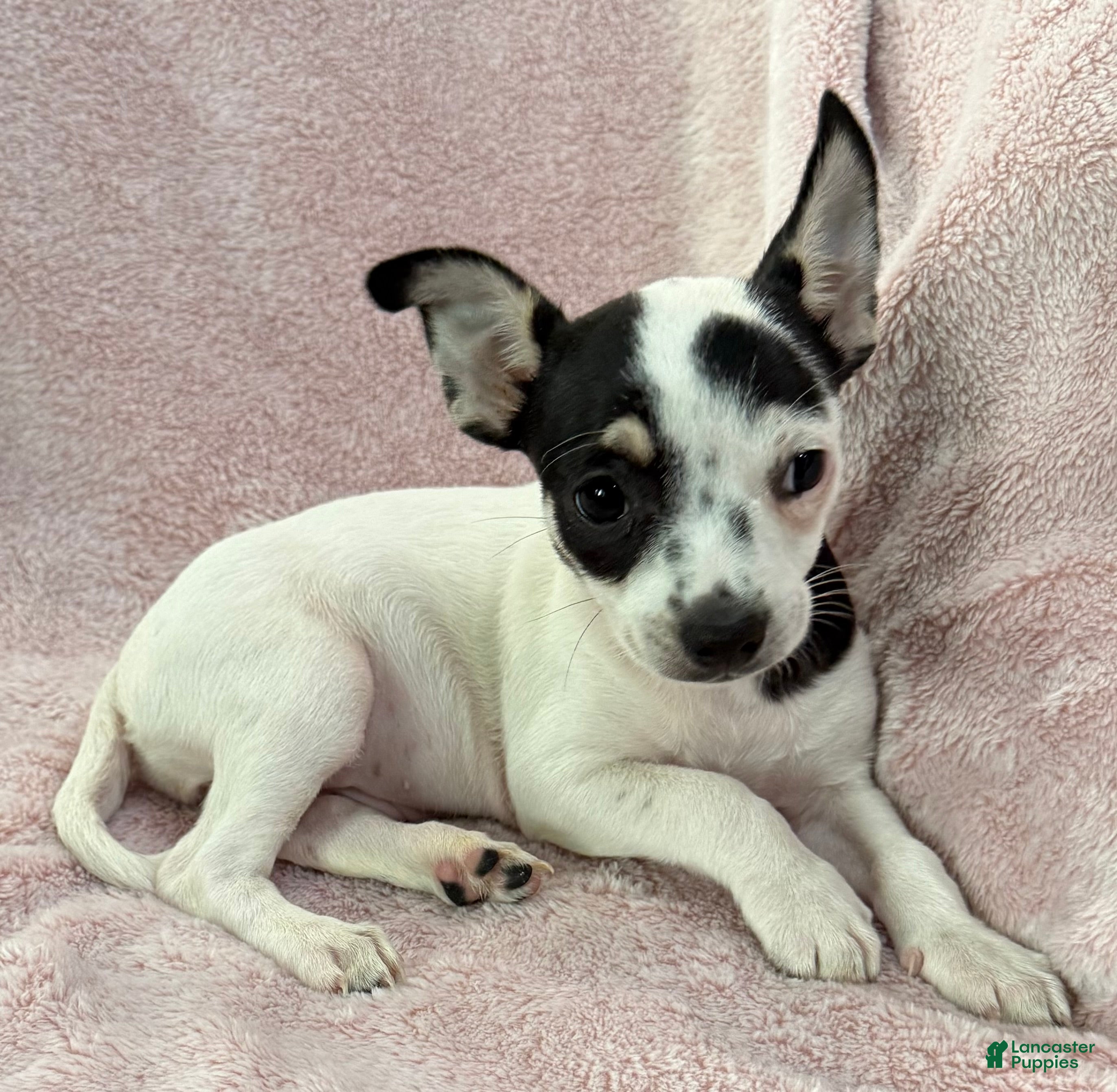 Chihuahua dogs Flower - Ad 1
