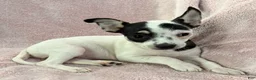 Chihuahua dogs for sale: Flower - Ad 1