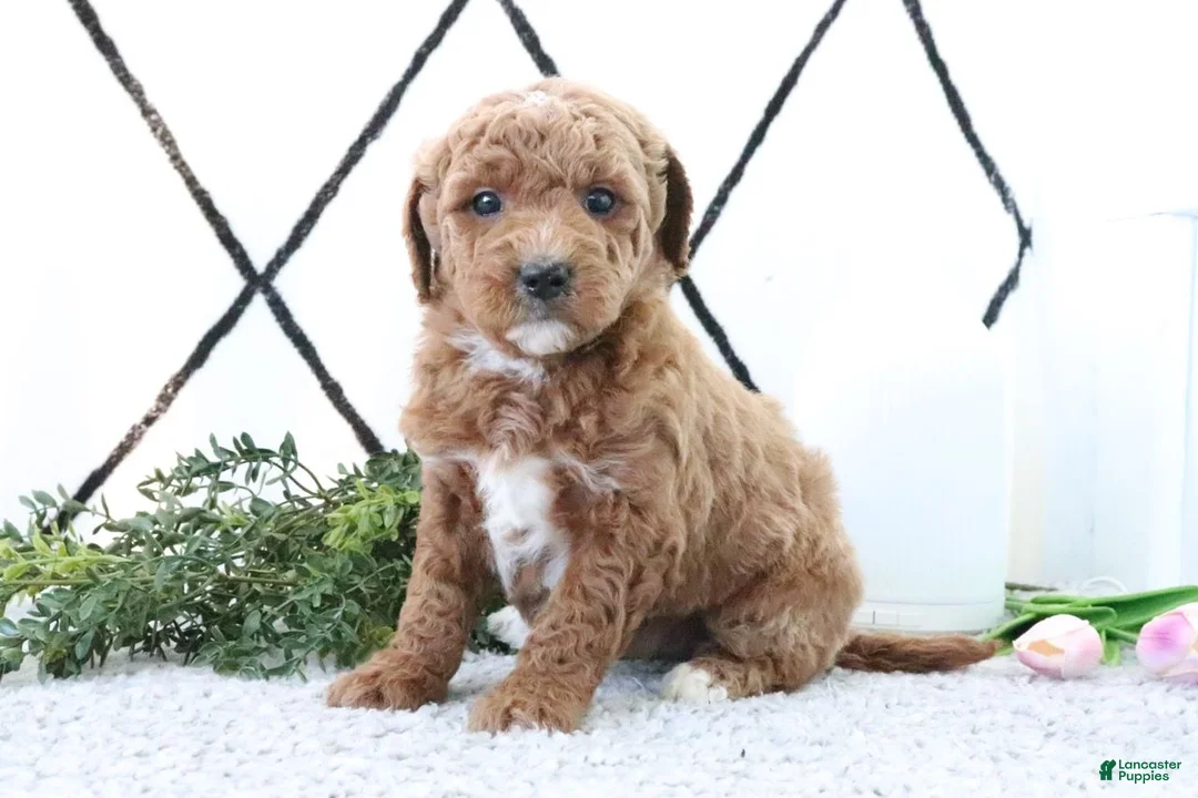 Mini Goldendoodle dogs for sale: Ruth - Ad 4