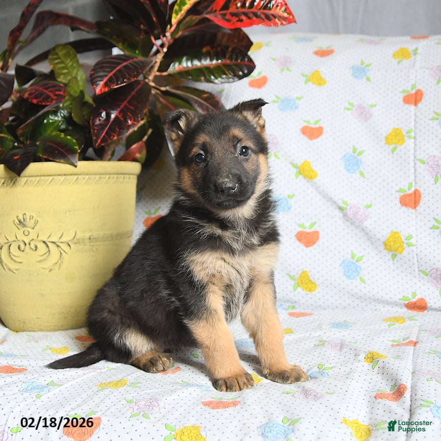 German Shepherd dogs Whimsy - Ad 1