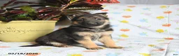 German Shepherd dogs for sale: Whimsy - Ad 1