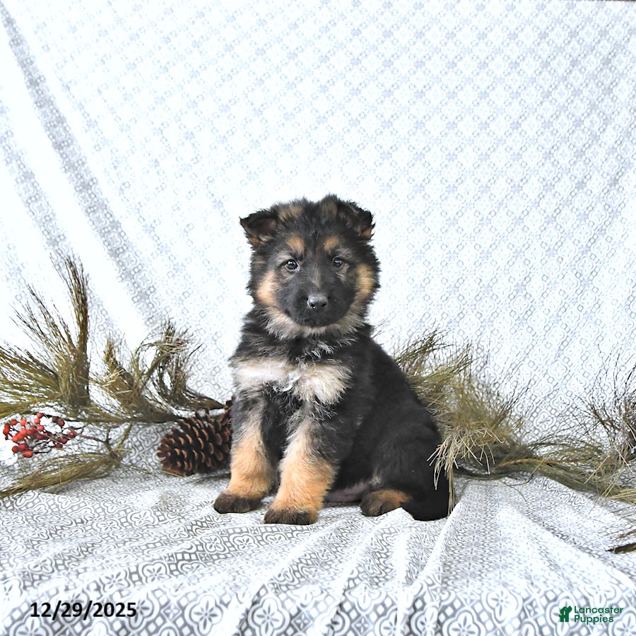 German Shepherd dogs Ozzy - Ad 34