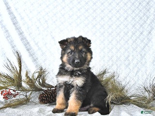 German Shepherd dogs Ozzy - Ad 34