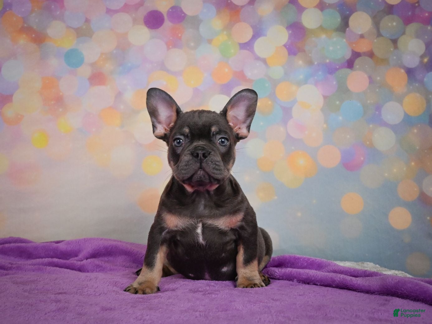 French Bulldog dogs Brutus - Ad 2