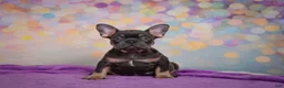 French Bulldog dogs for sale: Brutus - Ad 2