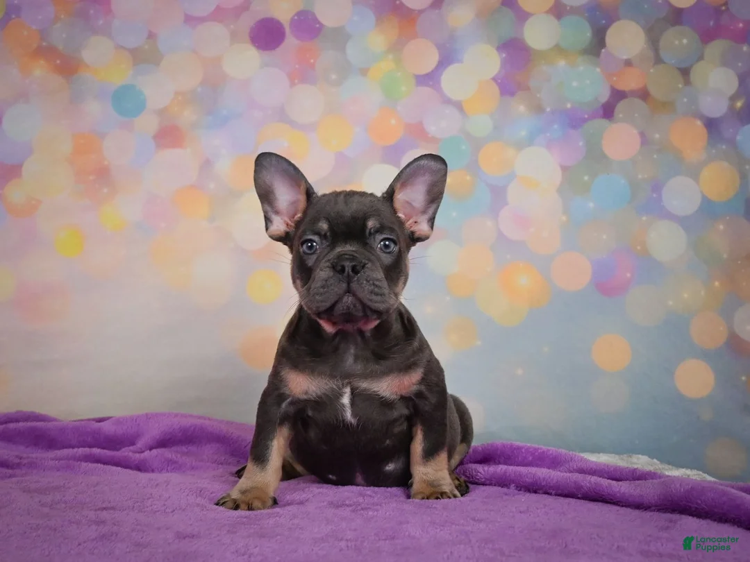 French Bulldog dogs for sale: Brutus - Ad 2
