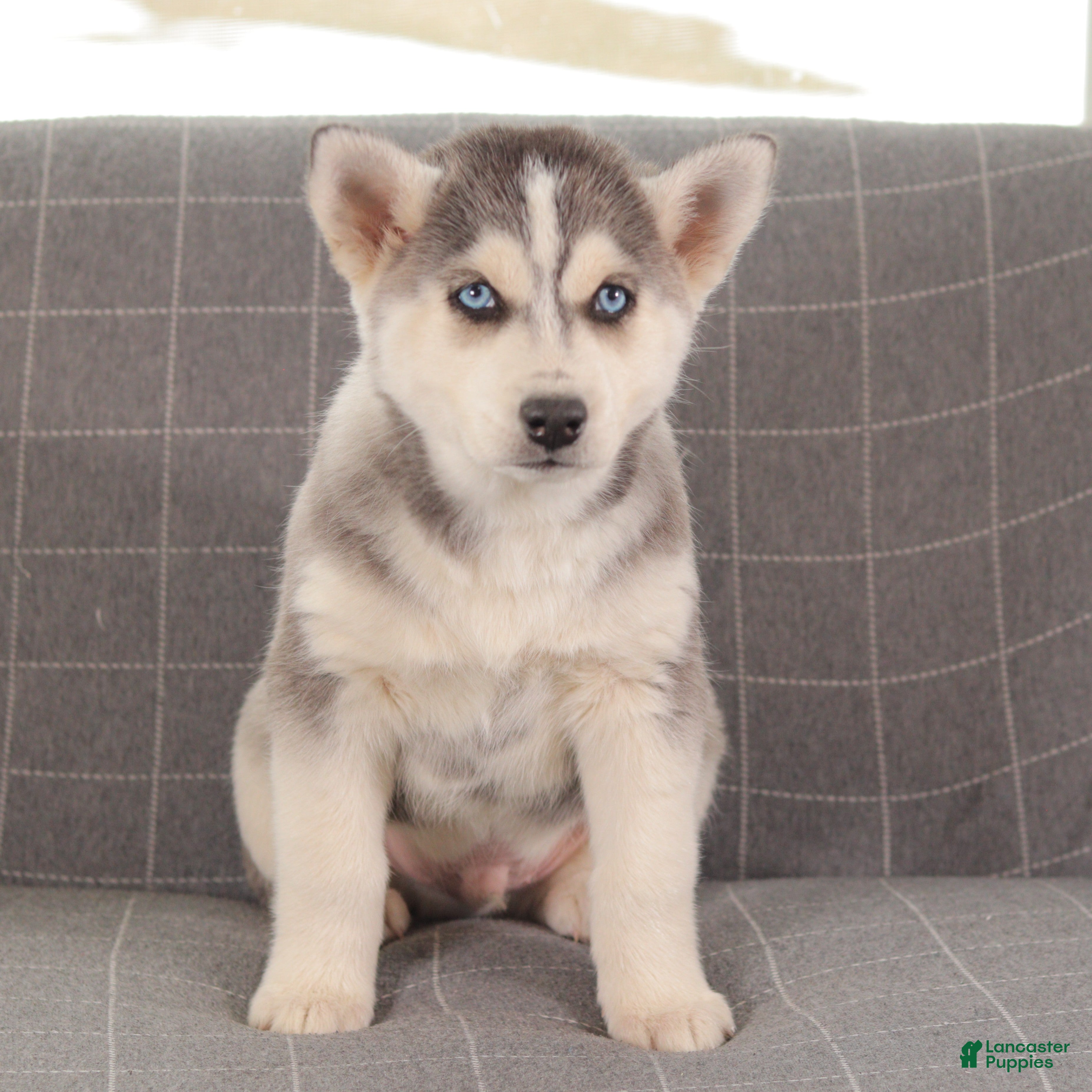 Siberian Husky dogs Smokey - Ad 35