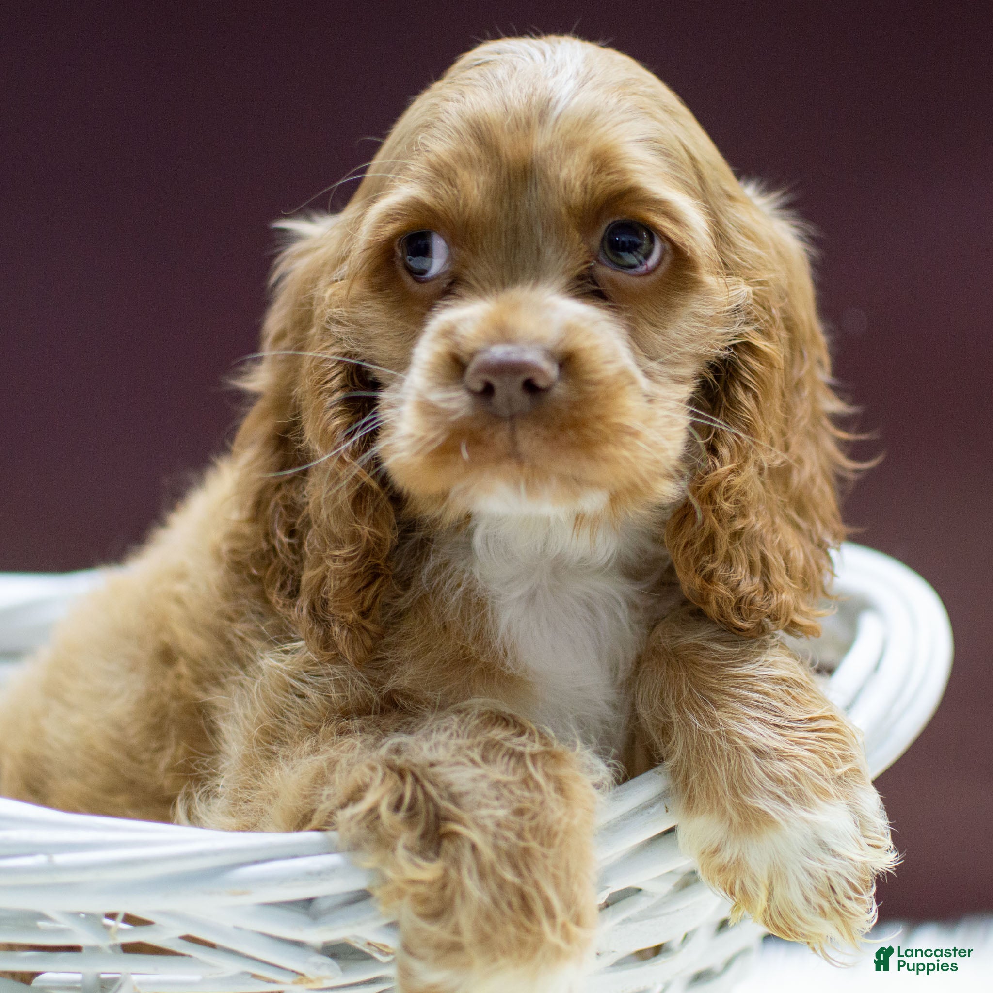 Cocker Spaniel dogs Neeko - Ad 34