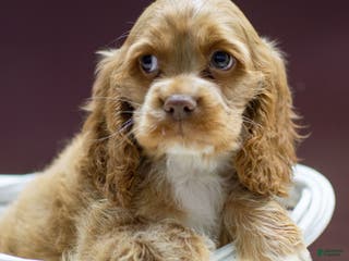 Cocker Spaniel dogs Neeko - Ad 34