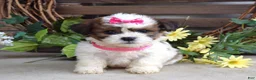 Teddy Bear dogs for sale: Daisy - Ad 6