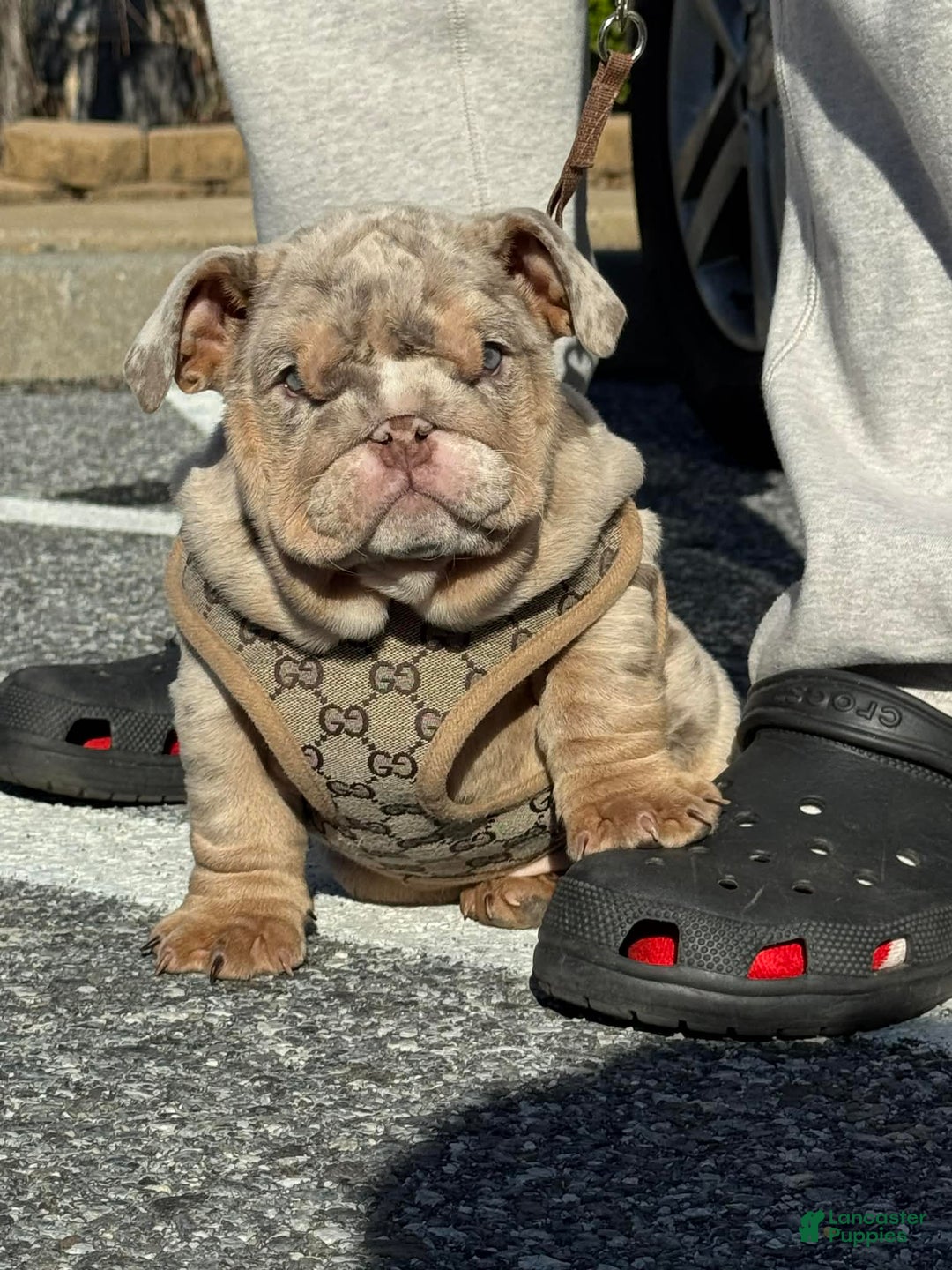 English Bulldog dogs for sale: Cookies - Ad 8