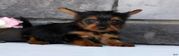Morkie dogs for sale: Owen - Ad 9