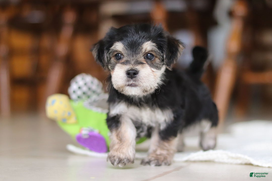 Morkie dogs for sale: Benson - Ad 12