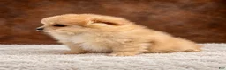 Pomeranian dogs for sale: Pomeranian 3 - Ad 5