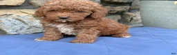 Miniature Poodle dogs for sale: Mabel - Ad 13