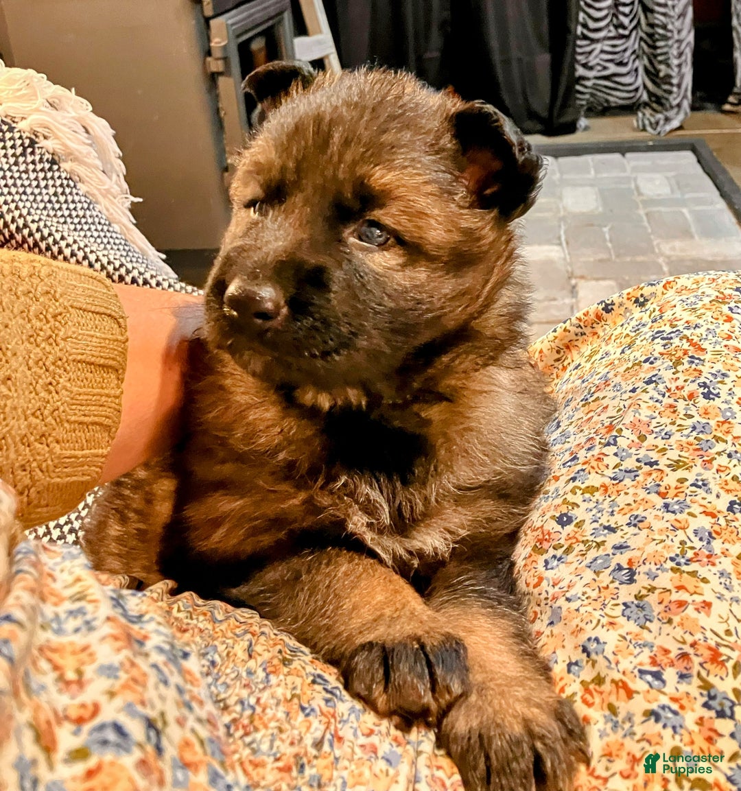 German Shepherd dogs for sale: ♥️SWEET SABLE ♥️ - Ad 25